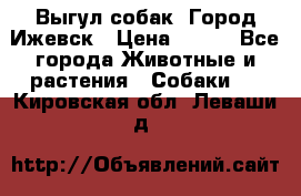 Выгул собак. Город Ижевск › Цена ­ 150 - Все города Животные и растения » Собаки   . Кировская обл.,Леваши д.